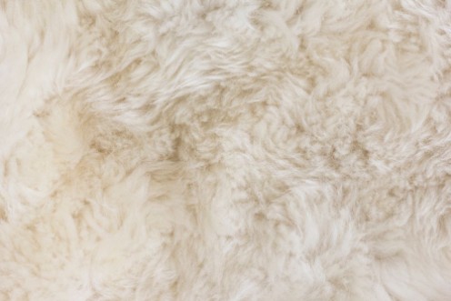 Picture of Fur TextureFur Texture 