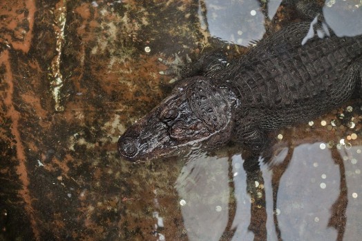 Bild på Nile crocodile Crocodylus niloticus