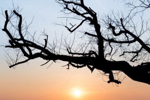 Afbeeldingen van Tree branch silhouette on dawn sky