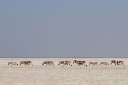 Bild på Zebra Herde zieht durch die Etosha Salz Pfanne Etosha Nationalpark Namibia