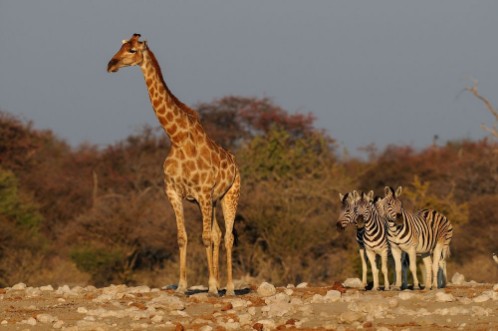 Bild på Giraffe mit Gruppe Zebras gro und klein Etosha Nationalpark Namibia