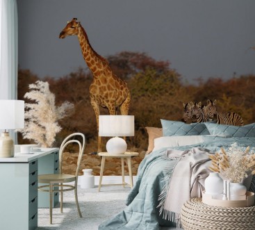 Afbeeldingen van Giraffe mit Gruppe Zebras gro und klein Etosha Nationalpark Namibia