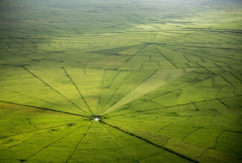 Image de Spider web rice field in Ruteng