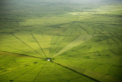 Picture of Spider web rice field in Ruteng