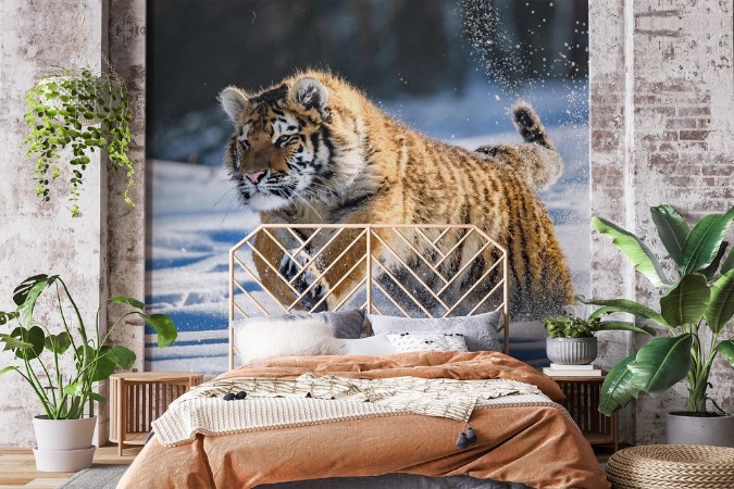 Picture of Siberian Tiger in the snow Panthera tigris 