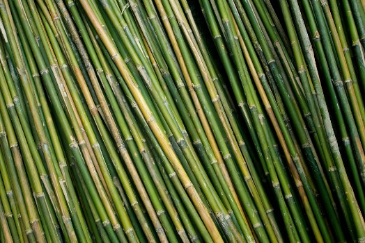 Bild på Bamboo background