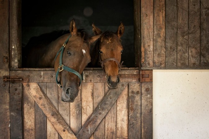 Afbeeldingen van Horses in a stable looking out