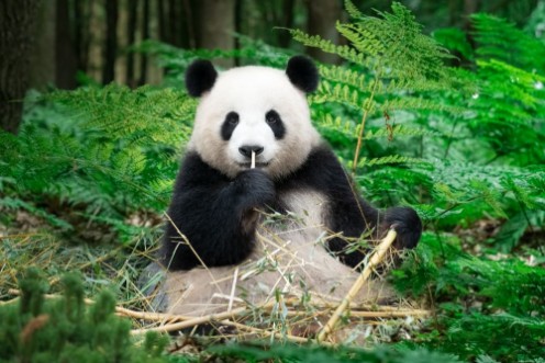 Afbeeldingen van Nice Panda sitting at the rainforest