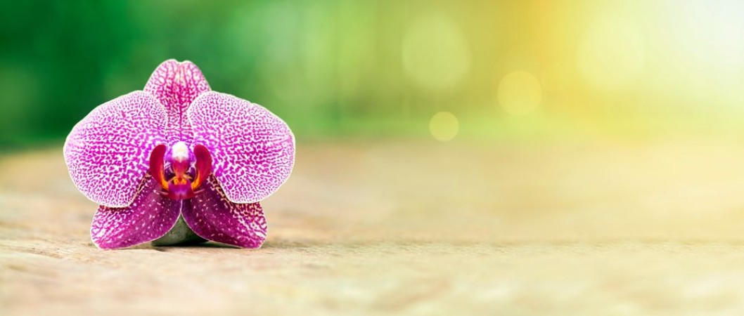 Afbeeldingen van Harmony - website banner of purple orchid flower in Summer