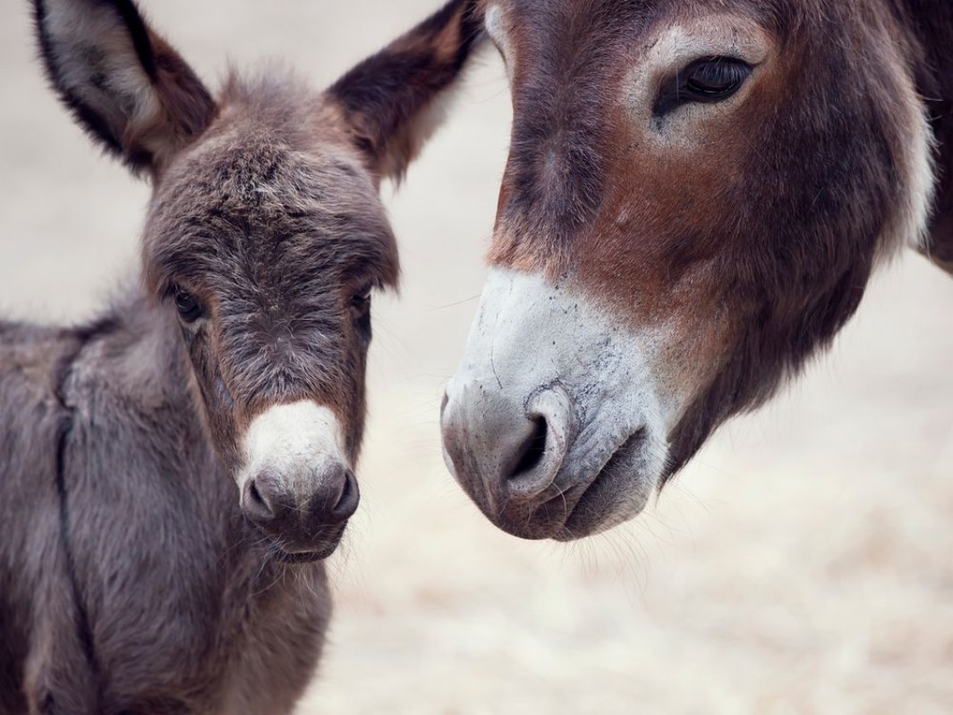Afbeeldingen van Baby donkey mule with its mother