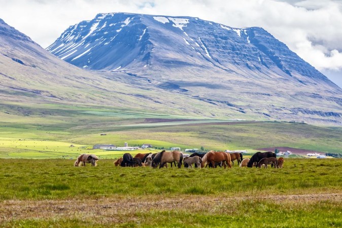 Bild på Icelandic horses are grazing on the grass