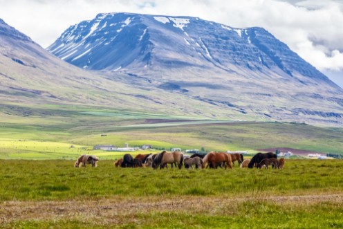 Icelandic horses are grazing on the grass photowallpaper Scandiwall