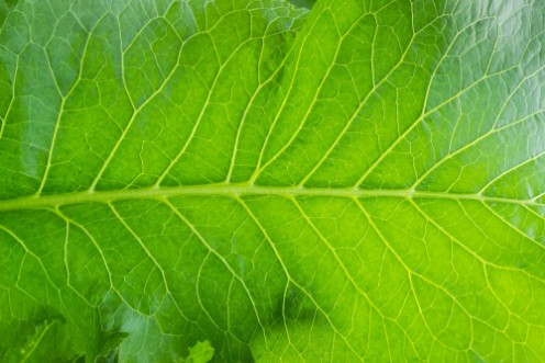 Bild på Background of the horseradish leaf closeup