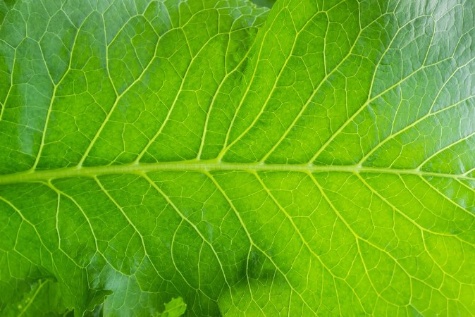 Picture of Background of the horseradish leaf closeup