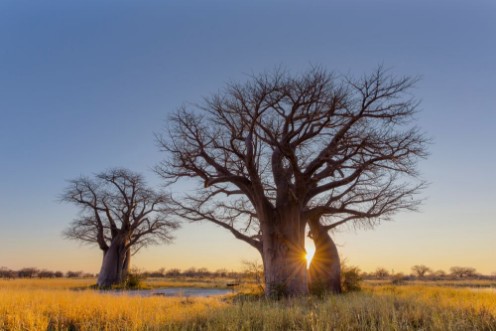 Bild på Sunrise at Baines Baobabs campsite no 2