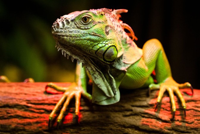 Afbeeldingen van Green Iguana