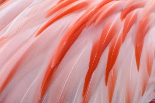 Afbeeldingen van Natural and exotic pink flamingo feathers background texture
