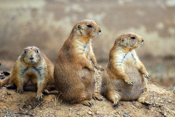 Picture of Prairie Dogs