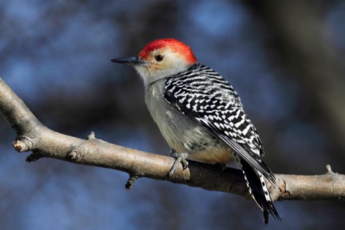 Bild på Woodpecker on a branch