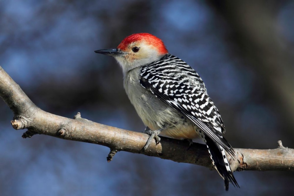Bild på Woodpecker on a branch