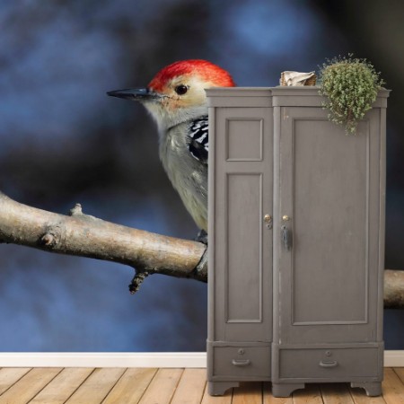 Picture of Woodpecker on a branch