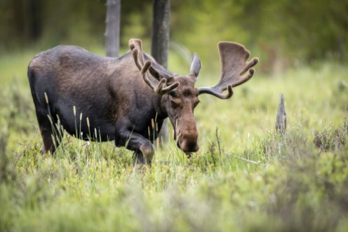 Bild på Bull Moose in the Colorado Rockies