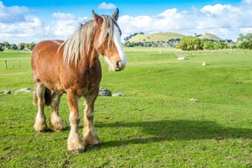 Afbeeldingen van Beautiful scotland horse on farm green grass field and blue sky background