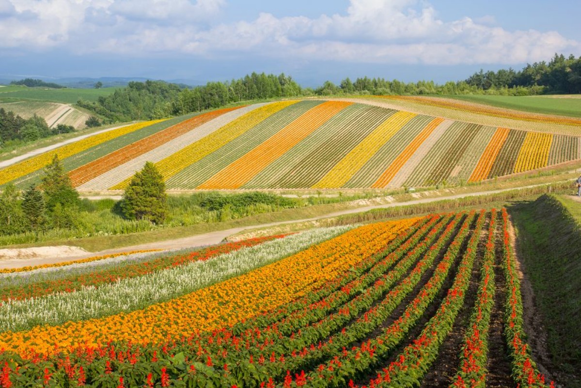Bild på Colorful of flower bed on hill in summer at Biei Hokkaido Japan