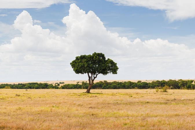 Afbeeldingen van Acacia tree in savannah at africa