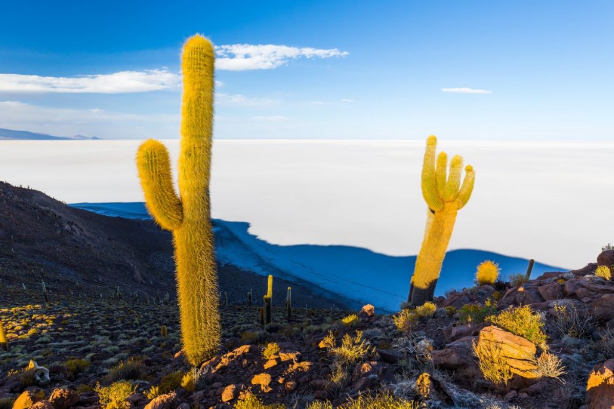 Afbeeldingen van Huge cactuses Salar De Uyuni islands mountains scenic landscape