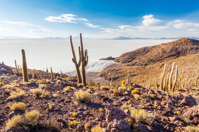 Bild på Huge cactuses Salar De Uyuni islands mountains scenic landscape