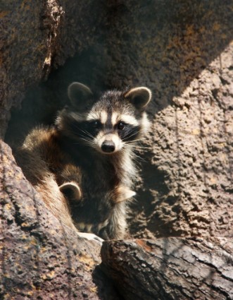 Afbeeldingen van Raccoon in the zoo