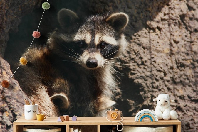 Picture of Raccoon in the zoo