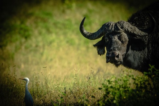 Picture of Buffalo is watching you