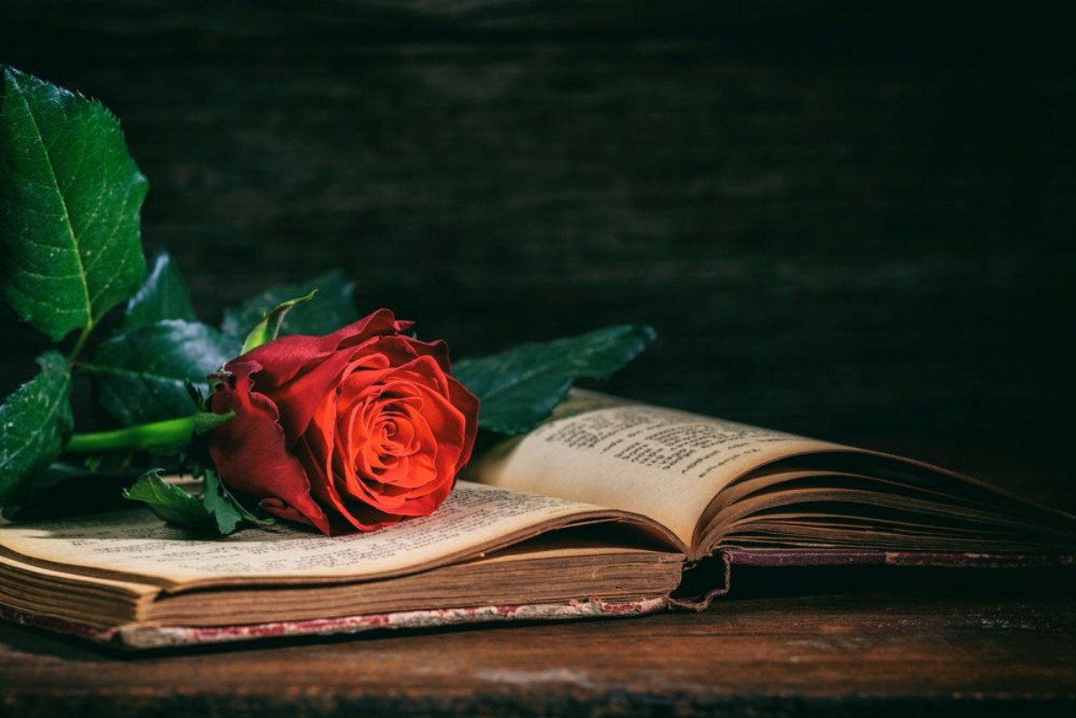 Afbeeldingen van Red rose on a vintage book on dark background