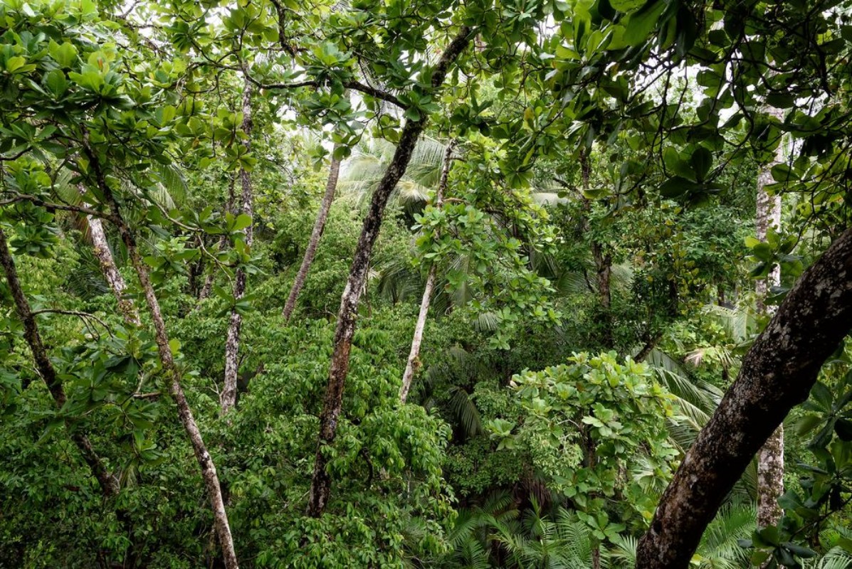 Bild på Dschungel