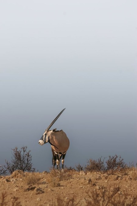 Image de Sky line sets of this oryx 