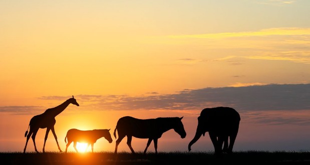Bild på Safari sunset landscape