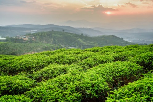 Image de Scenic young bright green tea bushes and colorful sunset sky