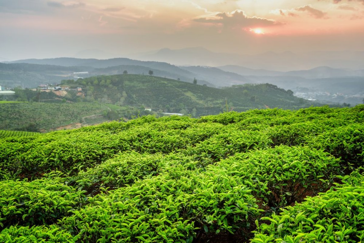 Image de Scenic young bright green tea bushes and colorful sunset sky