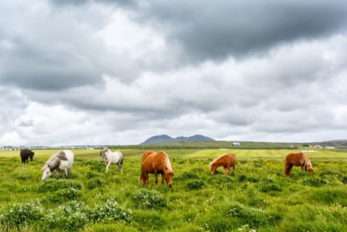 Afbeeldingen van Grazing icelandic horses on the grass