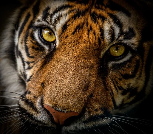 Image de Sumatran Tiger