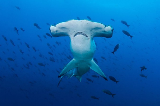 Picture of A Scalloped Hammerhead in the Galapagos