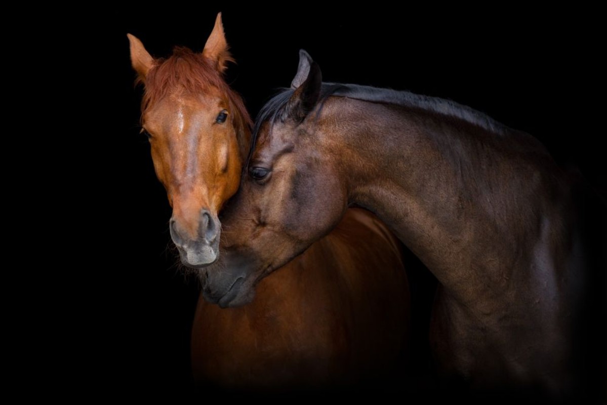 Afbeeldingen van Two horse portrait on black background Horses in love