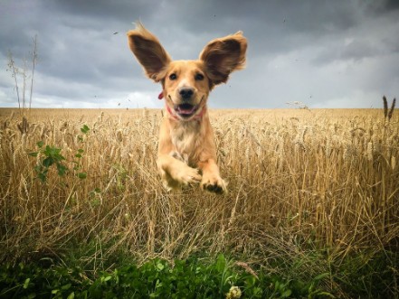 Afbeeldingen van Golden Cocker spaniel dog running through a field of wheat