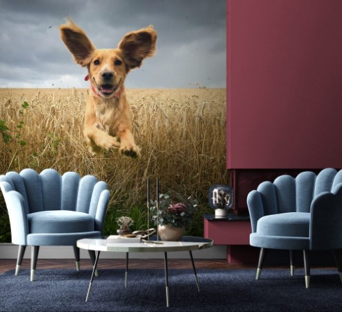 Picture of Golden Cocker spaniel dog running through a field of wheat