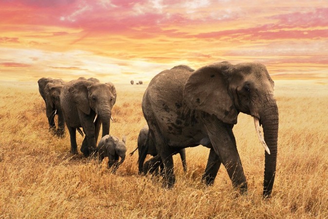 Picture of Familie Elefanten auf Pfad in Savanne