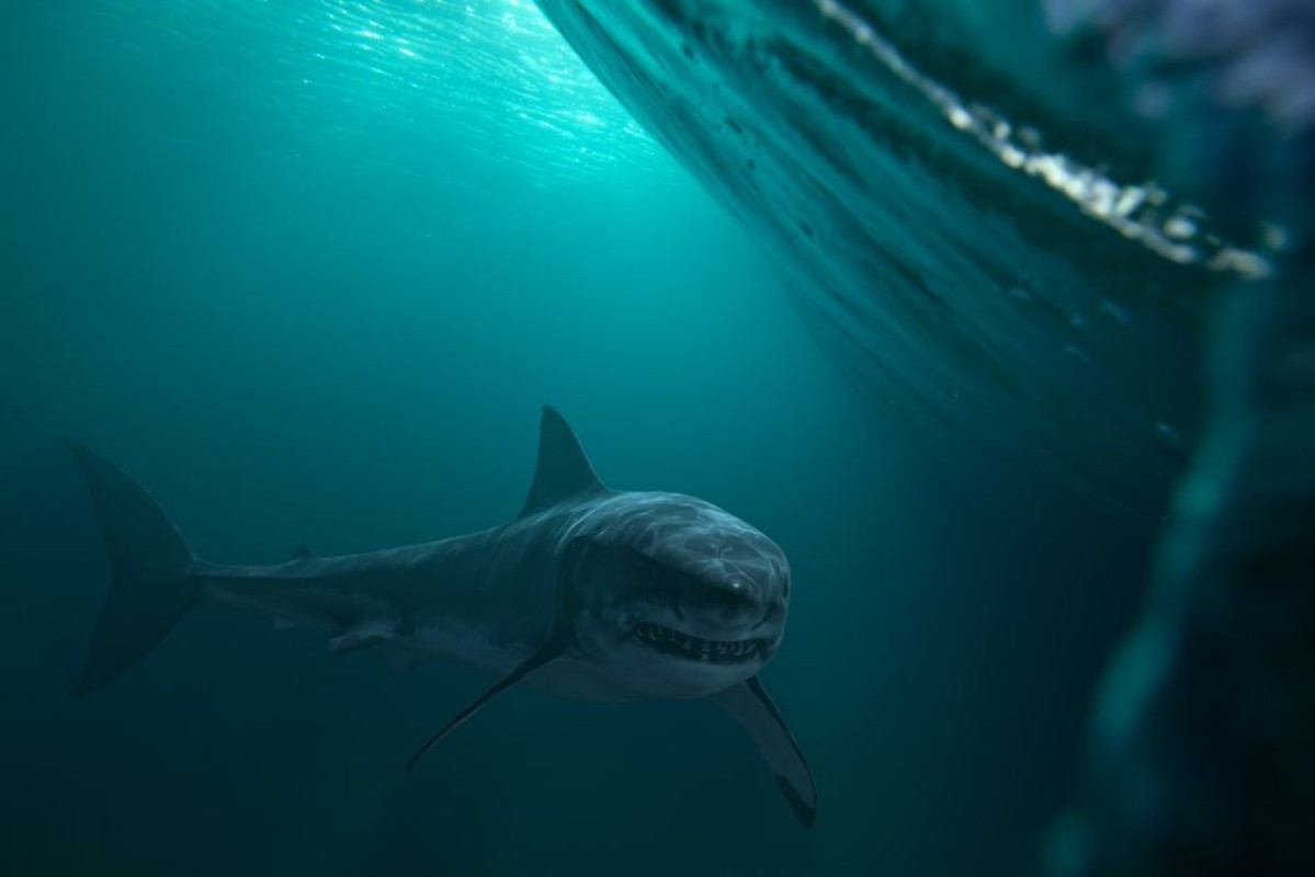 Picture of Great White Shark near by water surface Underwater wildlife shot