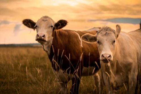 Afbeeldingen van Cows in sunset