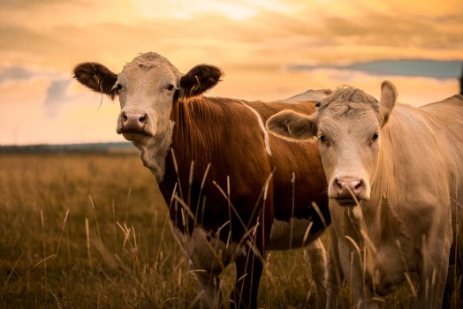 Picture of Cows in sunset